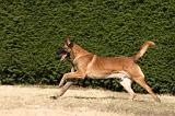 MALINOIS 1099